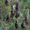 Kalon australsky - Pteropus poliocephalus - Gray-headed Flying Fox o1025